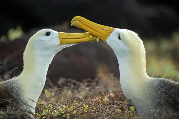 Framed Print : Pair of Waved albatrosses (Phoebastria irrorata) billing as greeting. Punta Suarez, Espanola Island, Galapagos Islands, Ecuador Framed Print : Pair of Waved albatrosses (Phoebastria irrorata) billing as greeting. Punta Suarez, Espanola Island, Galapagos Islands, Ecuador