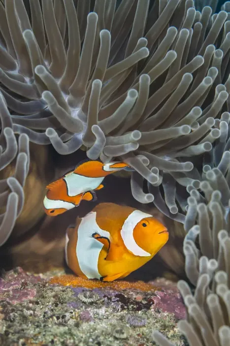 Framed Print : Pair of Western clown anemonefish (Amphiprion ocellaris) spawning orange eggs on Framed Print : Pair of Western clown anemonefish (Amphiprion ocellaris) spawning orange eggs on