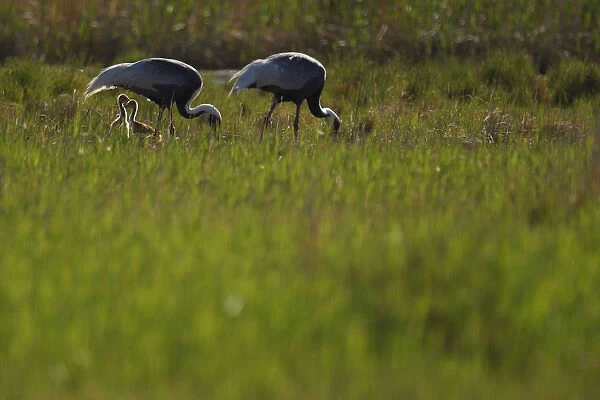 Pair of White-naped crane (Grus vipio) with two chicks walking in grassland beside water