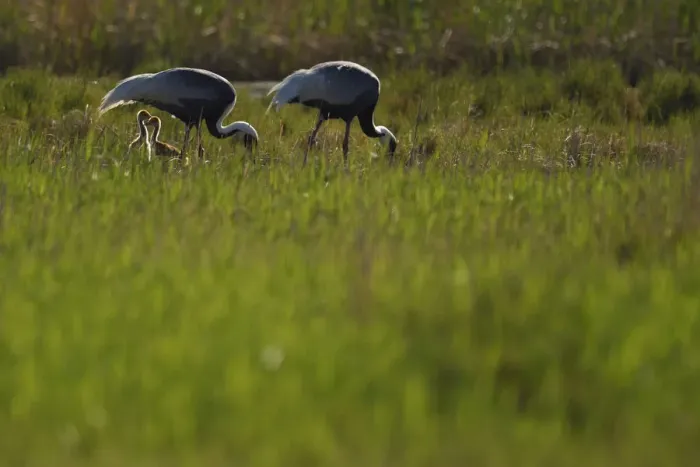 Framed Print : Pair of White-naped crane (Grus vipio) with two chicks walking in grassland beside water Framed Print : Pair of White-naped crane (Grus vipio) with two chicks walking in grassland beside water
