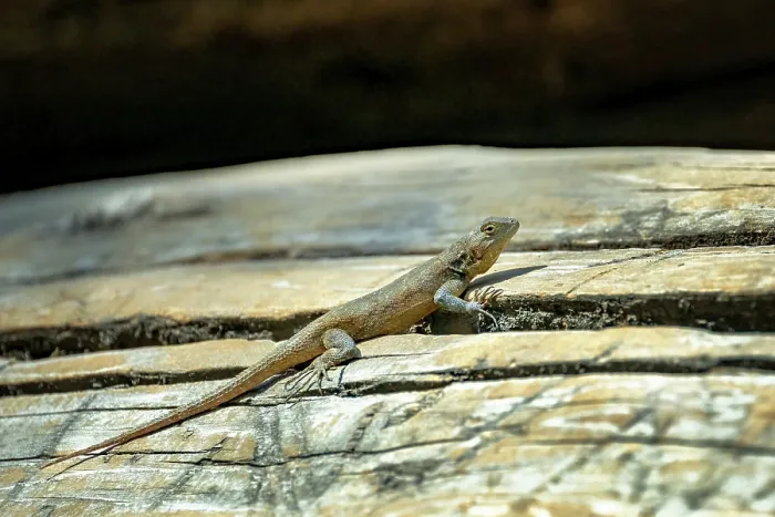 Framed Print : Palacios bunchgrass lizard (Sceloporus palaciosi) female, basking on a rock, Chapultepec Park, Mexico City, Mexico Framed Print : Palacios bunchgrass lizard (Sceloporus palaciosi) female, basking on a rock, Chapultepec Park, Mexico City, Mexico