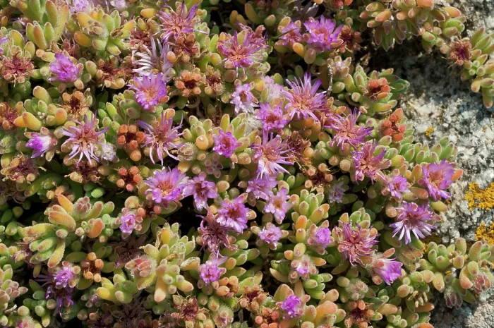 Framed Print : Pale dewplant (Drosanthemum floribundum) in flower, naturalised, St Mary's, Isles of Scilly, UK. May Framed Print : Pale dewplant (Drosanthemum floribundum) in flower, naturalised, St Mary's, Isles of Scilly, UK. May