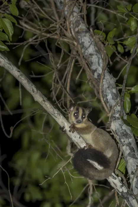 Framed Print : Pale fork-marked lemur (Phaner pallescens) in search for food at night, Kirindy Deciduous Forest