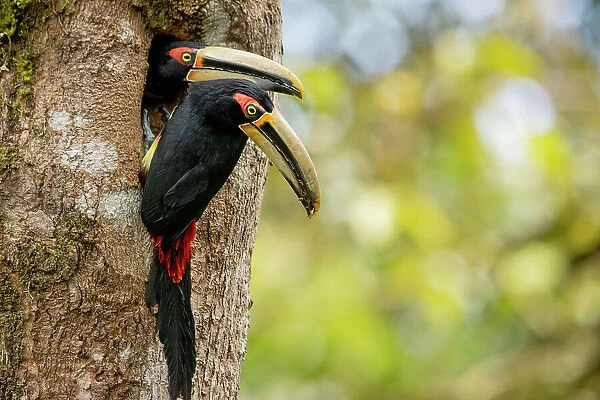 Pale-mandibled aracaris (Pteroglossus erythropygius) pair, at entrance to nest hole in tree, Choco rainforest, Los Bancos, Pichincha, Ecuador