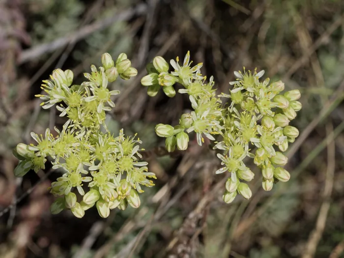 Framed Print : Pale stonecrop (Petrosedum sediforme) in flower, Briancon, Haute-Alpes, France. July Framed Print : Pale stonecrop (Petrosedum sediforme) in flower, Briancon, Haute-Alpes, France. July
