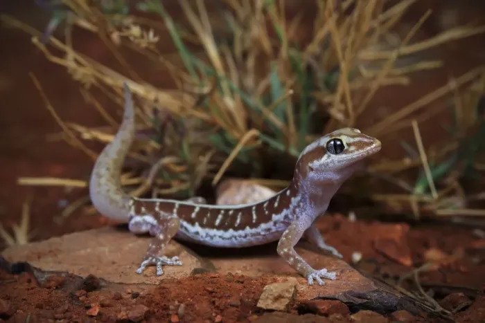 Framed Print : Pale-striped ground gecko (Lucasium immaculatum) male, from a desert sand plain near Framed Print : Pale-striped ground gecko (Lucasium immaculatum) male, from a desert sand plain near
