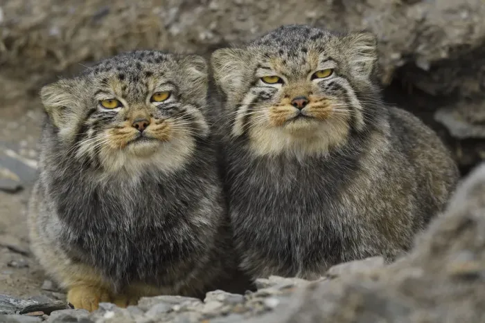 Framed Print : Pallass cat (Otocolobus manul), two sitting side by side, Qinghai, China Framed Print : Pallass cat (Otocolobus manul), two sitting side by side, Qinghai, China