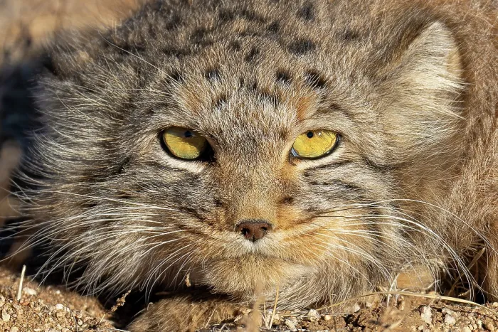 Framed Print : Pallas's cat (Otocolobus manul) head portrait, Margaz Mountains, Western Mongolia