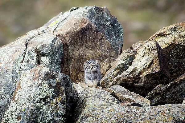 Pallas's cat (Otocolobus manul) kitten waiting at den for mother to return, Mongolia. June. 2017. Filmed for BBC series Big Cats