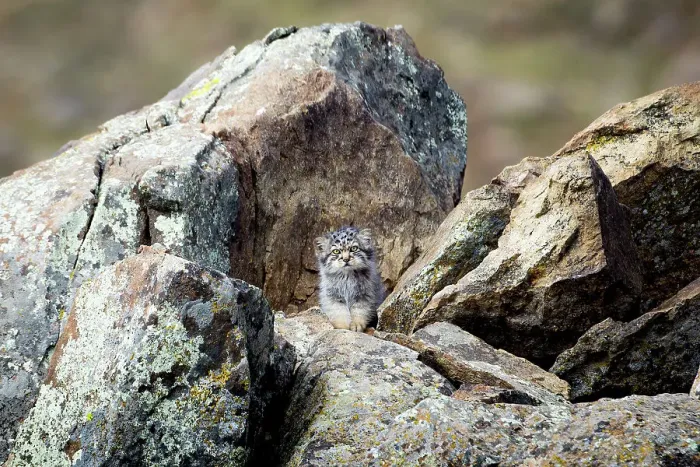 Framed Print : Pallas's cat (Otocolobus manul) kitten waiting at den for mother to return, Mongolia. June. 2017. Filmed for BBC series Big Cats Framed Print : Pallas's cat (Otocolobus manul) kitten waiting at den for mother to return, Mongolia. June. 2017. Filmed for BBC series Big Cats