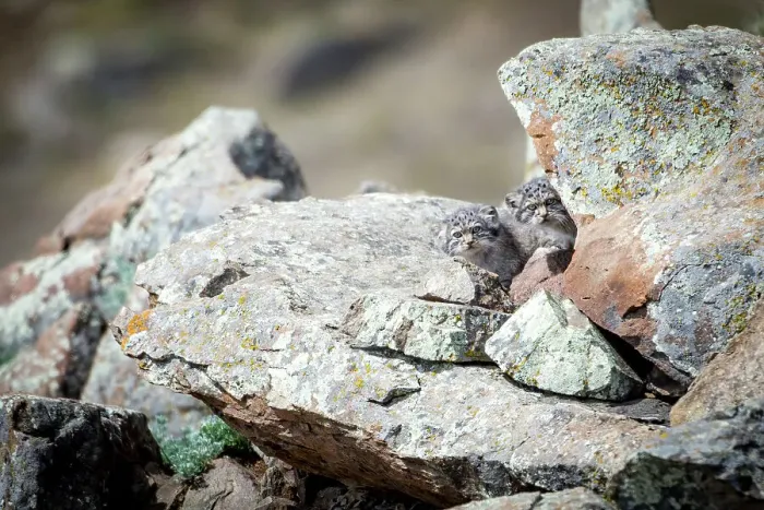 Framed Print : Two Pallas's cat (Otocolobus manul) kittens waiting at their den for their mother to return from hunting, Mongolia, June, 2017. Filmed for BBC series Big Cats Framed Print : Two Pallas's cat (Otocolobus manul) kittens waiting at their den for their mother to return from hunting, Mongolia, June, 2017. Filmed for BBC series Big Cats