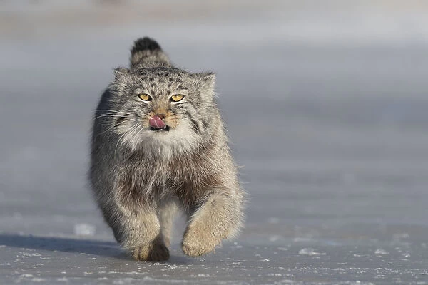 Pallass cat (Otocolobus manul) licking lips whilst running over ice. East Mongolia