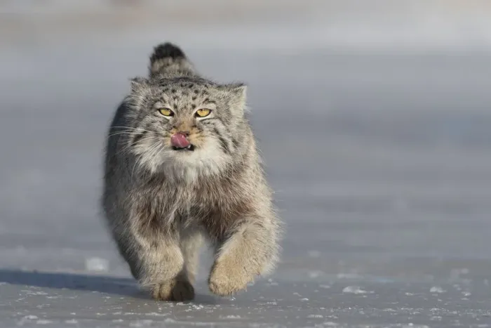 Framed Print : Pallass cat (Otocolobus manul) licking lips whilst running over ice. East Mongolia Framed Print : Pallass cat (Otocolobus manul) licking lips whilst running over ice. East Mongolia