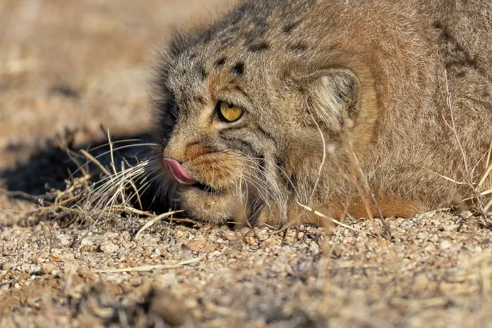 Framed Print : Pallas's cat (Otocolobus manul) licking its nose, head portrait, Margaz Mountains, Western Mongolia