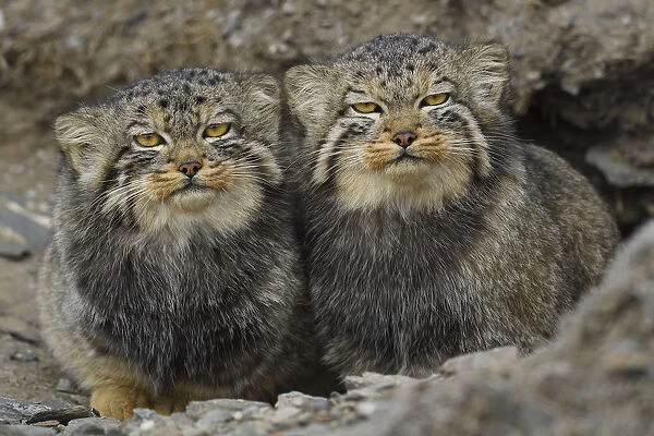 Pallass cat (Otocolobus manul), two sitting side by side, Qinghai, China