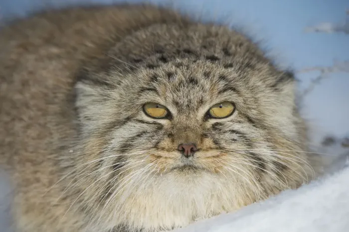 Framed Print : Pallass cat (Otocolobus manul) in snow, Gobi Desert, Mongolia. December Framed Print : Pallass cat (Otocolobus manul) in snow, Gobi Desert, Mongolia. December