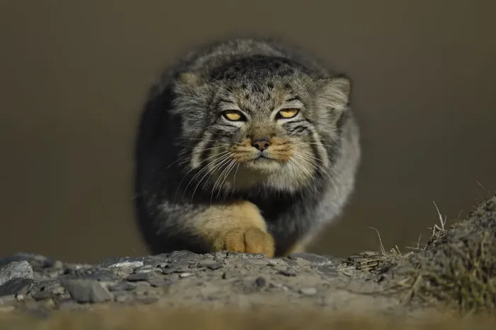 Framed Print : Pallass cat (Otocolobus manul) Tibetan Plateau, Qinghai, China Framed Print : Pallass cat (Otocolobus manul) Tibetan Plateau, Qinghai, China