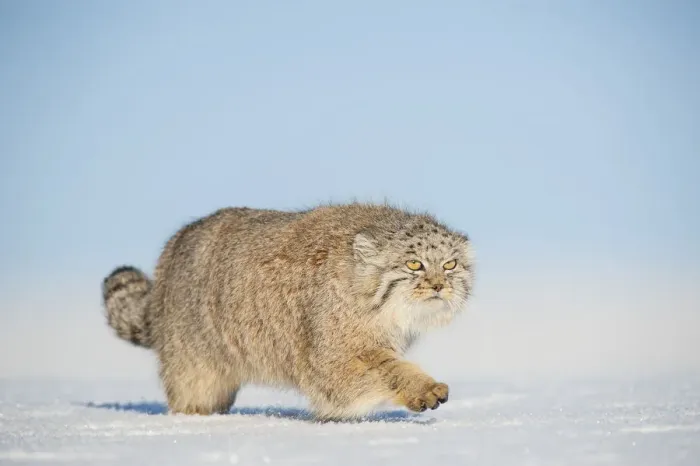 Framed Print : Pallass cat (Otocolobus manul) walking in snow, Gobi Desert, Mongolia. December Framed Print : Pallass cat (Otocolobus manul) walking in snow, Gobi Desert, Mongolia. December