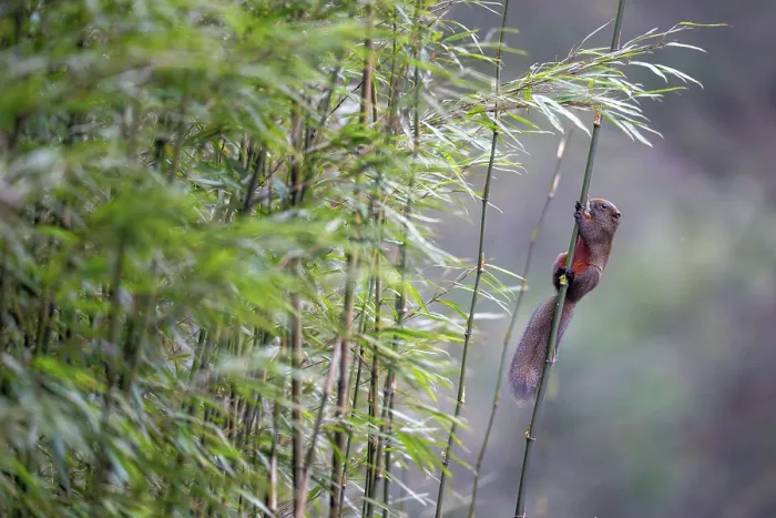 Framed Print : Pallas's squirrel (Callosciurus erythraeus) climbing up Bamboo, Long Hua Nature Reserve, Sichuan, China. March Framed Print : Pallas's squirrel (Callosciurus erythraeus) climbing up Bamboo, Long Hua Nature Reserve, Sichuan, China. March