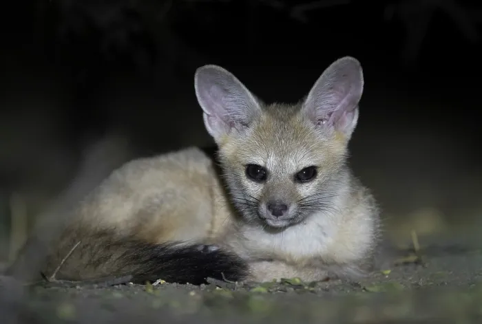 Framed Print : Pallid fox (Vulpes pallida) resting at night in the Sahel of Zakouma National Park, Chad