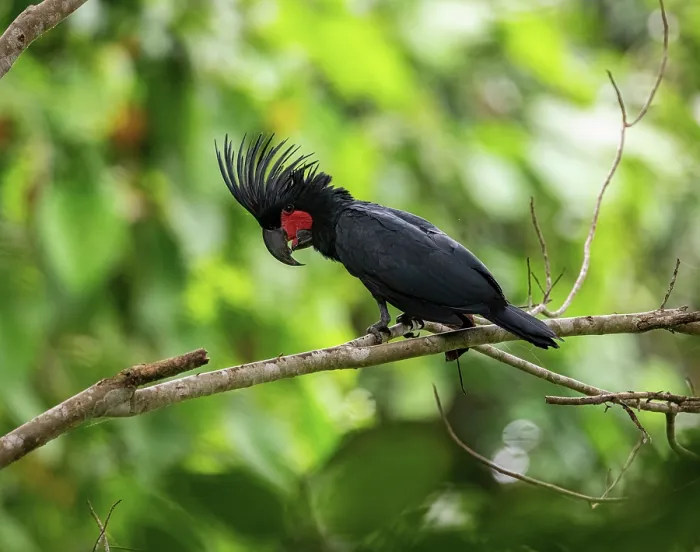 Framed Print : Palm cockatoo (Probosciger aterrimus) perched on branch, Waigeo, West Papua
