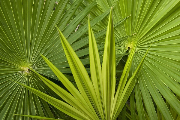 Palm Frond detail. Mahahual Penninsula, South Yucatan Peninsula, Mexico
