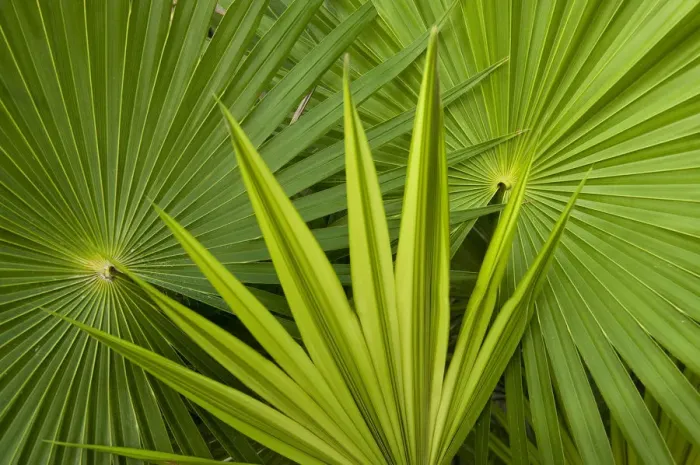 Framed Print : Palm Frond detail. Mahahual Penninsula, South Yucatan Peninsula, Mexico Framed Print : Palm Frond detail. Mahahual Penninsula, South Yucatan Peninsula, Mexico