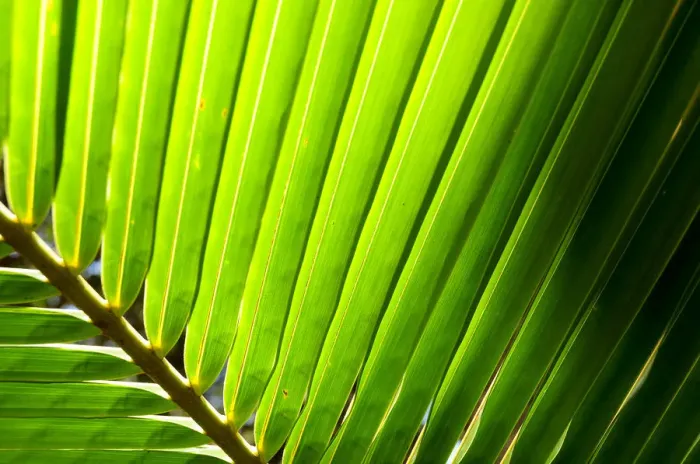 Framed Print : Detail of palm leaf, backlit in sunshine, New Caledonia Framed Print : Detail of palm leaf, backlit in sunshine, New Caledonia