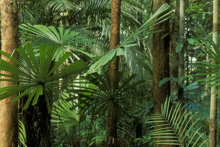 Framed Print : Palm trees (Licuala valida) in swamp forest, Lambir NP, Borneo, Sarawak, Malaysia Framed Print : Palm trees (Licuala valida) in swamp forest, Lambir NP, Borneo, Sarawak, Malaysia