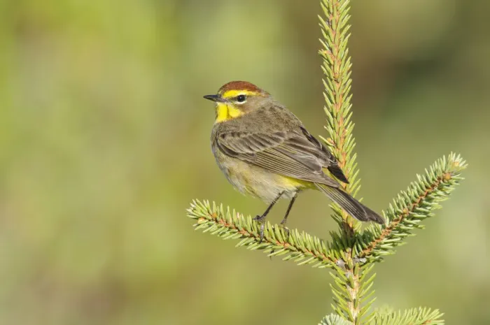 Framed Print : Palm Warbler (Dendroica palmarum) male perched on pine, in breeding plumage (western subspecies D Framed Print : Palm Warbler (Dendroica palmarum) male perched on pine, in breeding plumage (western subspecies D