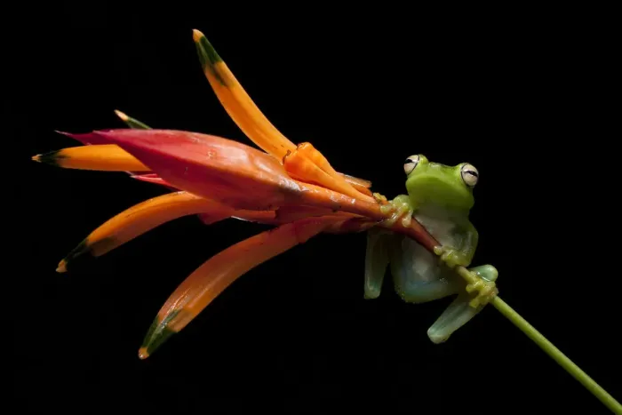 Framed Print : Palmar tree frog (Boana / Hypsiboas pellucens) on plant stem, Mindo, Pichincha, Ecuador Framed Print : Palmar tree frog (Boana / Hypsiboas pellucens) on plant stem, Mindo, Pichincha, Ecuador