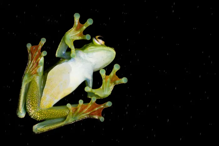 Framed Print : Palmar tree frog (Boana / Hypsiboas pellucens) underside seen through glass showing Framed Print : Palmar tree frog (Boana / Hypsiboas pellucens) underside seen through glass showing