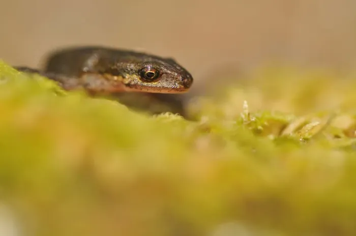 Framed Print : Palmate Newt (Lissotriton / Triturus helveticus) on lichen. Sutherland, Scotland, June Framed Print : Palmate Newt (Lissotriton / Triturus helveticus) on lichen. Sutherland, Scotland, June
