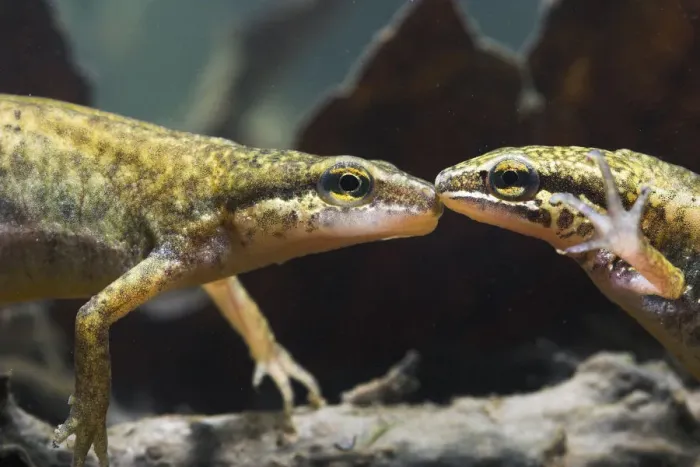Framed Print : Palmate newt (Triturus helveticus) male and female underwater, captive Framed Print : Palmate newt (Triturus helveticus) male and female underwater, captive