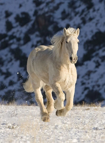 Palomino Draft horse running in the snow, Flitner Ranch #18238045