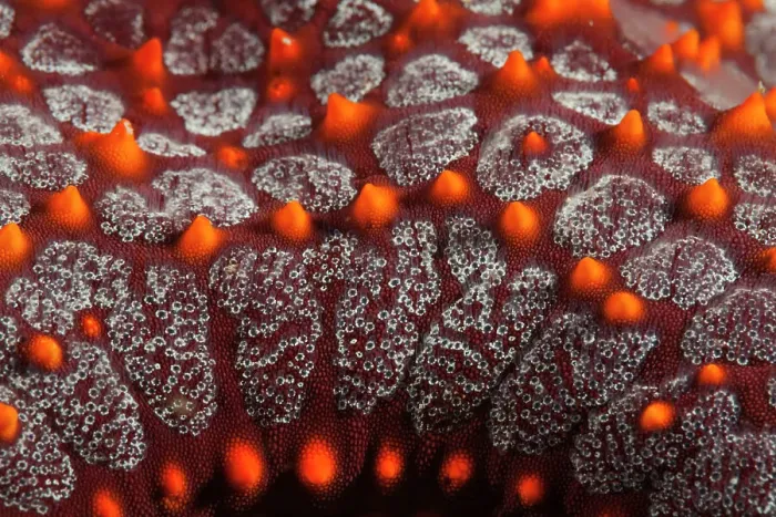 Framed Print : Panamic cushion sea star (Pentaceraster cumingi) detail. Huatulco Bays National Park, Oaxaca state, Mexico, Pacific Ocean. November Framed Print : Panamic cushion sea star (Pentaceraster cumingi) detail. Huatulco Bays National Park, Oaxaca state, Mexico, Pacific Ocean. November