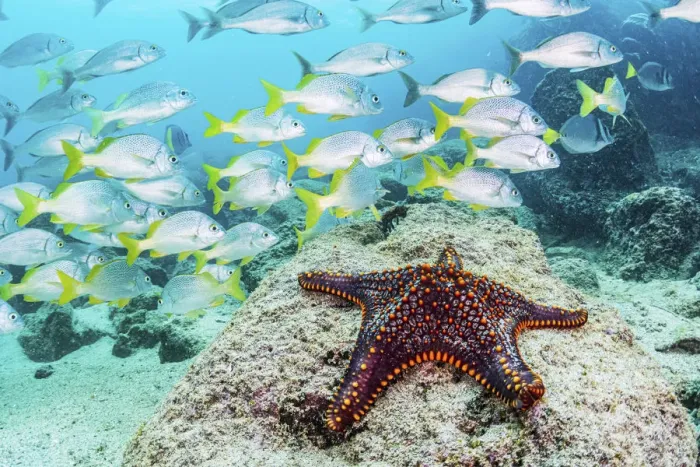 Framed Print : Panamic Cushion Sea Star (Pentaceraster cumingi) and a school of Yellow-tailed Grunt Framed Print : Panamic Cushion Sea Star (Pentaceraster cumingi) and a school of Yellow-tailed Grunt