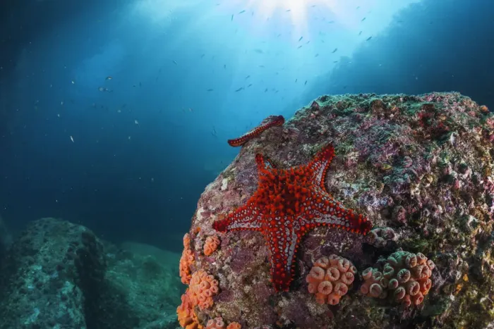 Framed Print : Panamic cushion star (Pentaceraster cumingi), Los Islotes Framed Print : Panamic cushion star (Pentaceraster cumingi), Los Islotes