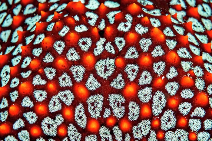 Framed Print : Panamic cushion star (Pentaceraster cumingi) close-up detail, Bat Islands, Costa Rica, Pacific Ocean Framed Print : Panamic cushion star (Pentaceraster cumingi) close-up detail, Bat Islands, Costa Rica, Pacific Ocean