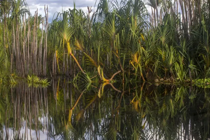 Framed Print : Pandan (Pandanus sp. ) growing in the Sabangau River, Central Kalimantan, Indonesia Framed Print : Pandan (Pandanus sp. ) growing in the Sabangau River, Central Kalimantan, Indonesia