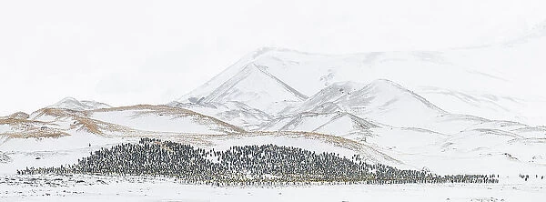 A panoramic composite image of a massive grouping of King penguins (Aptenodytes patagonicus) seeking shelter in the lee of small hills during a blizzard. St Andrew's Bay, South Georgia Island Panoramic composite view