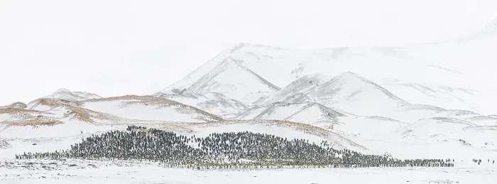 Framed Print : A panoramic composite image of a massive grouping of King penguins (Aptenodytes patagonicus) seeking shelter in the lee of small hills during a blizzard. St Andrew's Bay, South Georgia Island Panoramic composite view Framed Print : A panoramic composite image of a massive grouping of King penguins (Aptenodytes patagonicus) seeking shelter in the lee of small hills during a blizzard. St Andrew's Bay, South Georgia Island Panoramic composite view