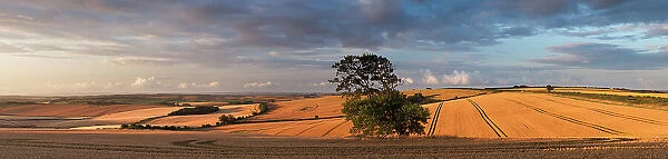 Panoramic views of fields of ripe wheat near Piddletrenthide, Dorset, UK July 2012