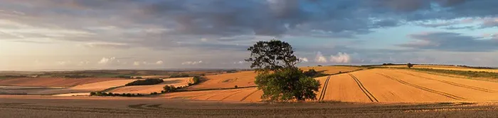 Framed Print : Panoramic views of fields of ripe wheat near Piddletrenthide, Dorset, UK July 2012 Framed Print : Panoramic views of fields of ripe wheat near Piddletrenthide, Dorset, UK July 2012