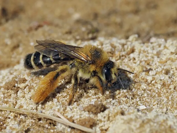 Framed Print : Pantaloon bee (Dasypoda hirtipes), female, excavating nesting tunnel in loose sand. Oxfordshire, England. UK. July