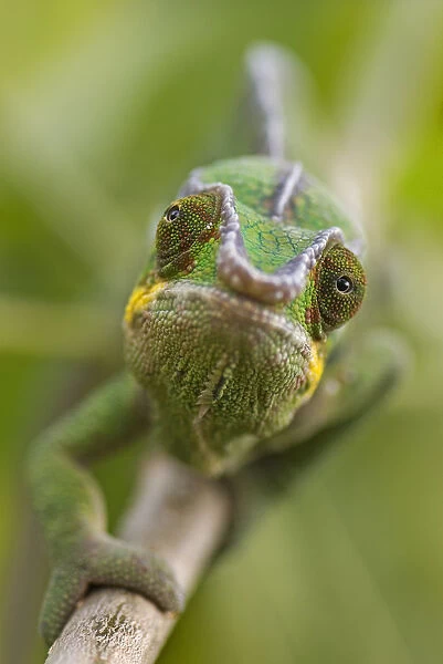 Panther chameleon (Furcifer pardalis) walking along branch, Madagascar