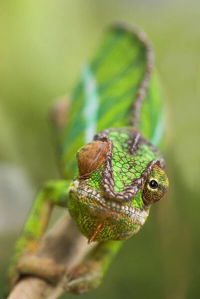 Panther chameleon (Furcifer pardalis) with eyes facing different direction, Madagascar
