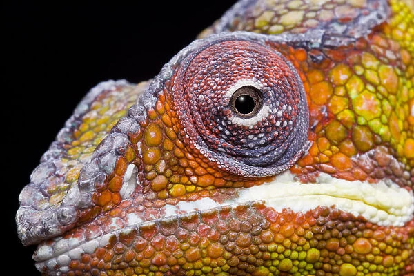 Panther chameleon (Furcifer pardalis) head close up on black background, Ambilobe