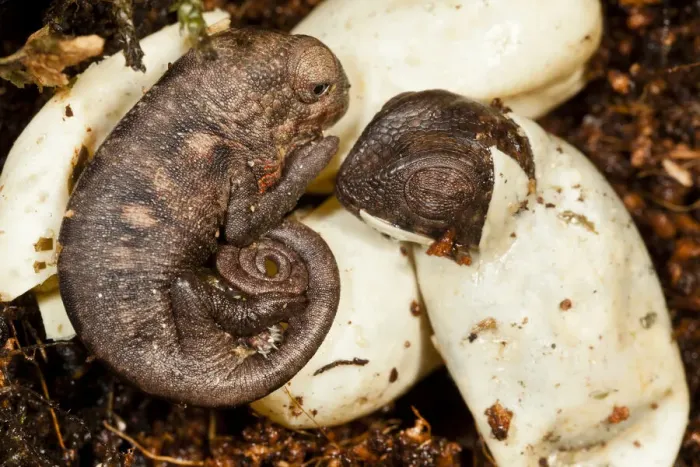 Framed Print : Panther chameleon (Furcifer pardalis) just hatched and hatching Framed Print : Panther chameleon (Furcifer pardalis) just hatched and hatching