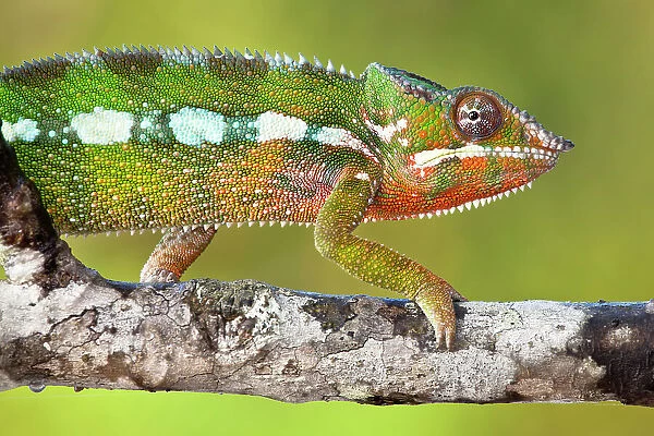 Panther chameleon {Furcifer pardalis} walking along branch, Masoala Peninsula National Park, north east Madagascar